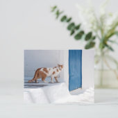 Mykonos cat - Postcard Briefkaart (Staand voorkant)