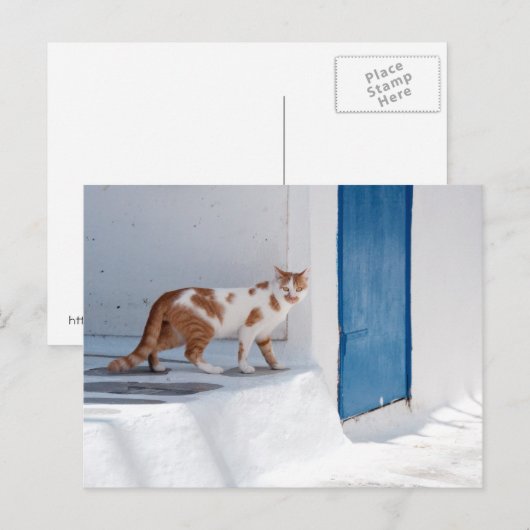 Mykonos cat - Postcard Briefkaart (Voorkant / Achterkant)