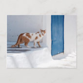 Mykonos cat - Postcard Briefkaart (Voorkant)