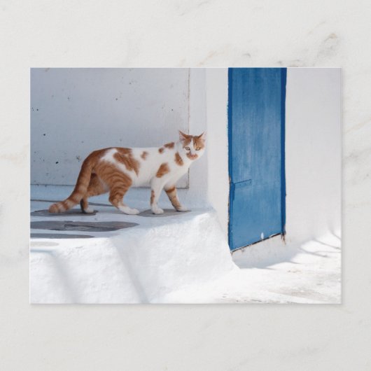 Mykonos cat - Postcard Briefkaart (Voorkant)