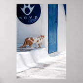 Mykonos cat - Poster (Voorkant)