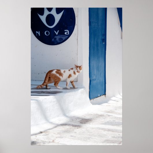 Mykonos cat - Poster (Voorkant)