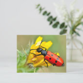 Mylabris kever op bloem briefkaart (Staand voorkant)