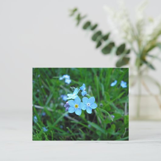 Myosotis (2) briefkaart (Staand voorkant)