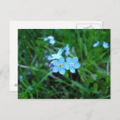 Myosotis (2) briefkaart (Voorkant / Achterkant)