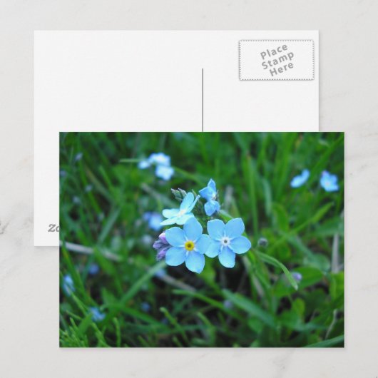 Myosotis (2) briefkaart (Voorkant / Achterkant)