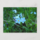 Myosotis (2) briefkaart (Voorkant)