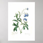 Myosotis scorpioides poster (Voorkant)