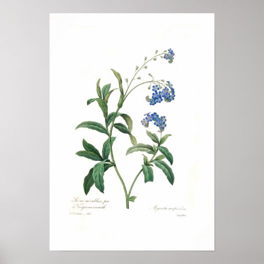 Myosotis scorpioides poster (Voorkant)