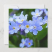 Myosotis sylvatica - Vergeet de opmerkingen Kaart (Achterkant)