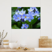 Myosotis sylvatica - Vergeet de opmerkingen Poster (Keuken)