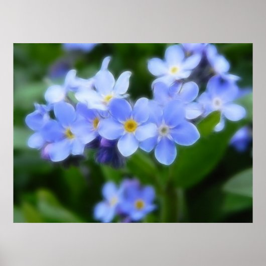 Myosotis sylvatica - Vergeet de opmerkingen Poster (Voorkant)