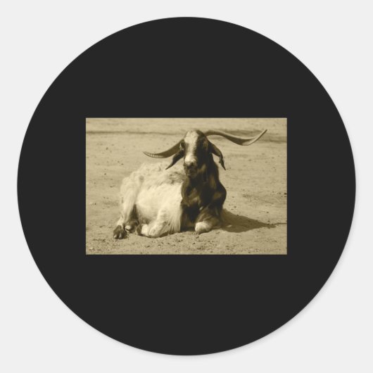Myotone Goat Relaxed Benidorm Tint Sticker (Voorkant)
