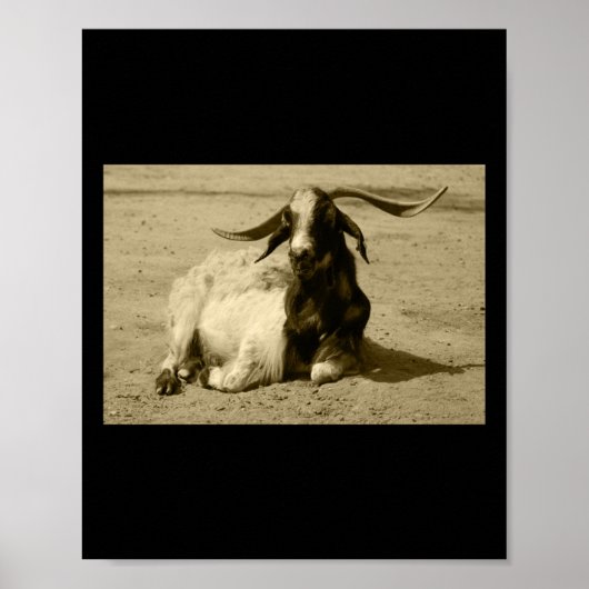 Myotone Goat Relaxed Benidorm Tint Sticker Poster (Voorkant)