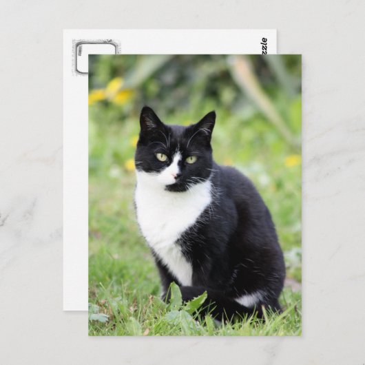 Myrdha de kat briefkaart (Voorkant / Achterkant)