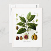 Myristica fragrans (nutmeg) briefkaart (Voorkant / Achterkant)