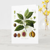 Myristica fragrans (nutmeg) kaart (Gele Bloem)