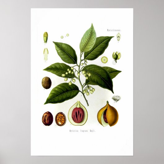 Myristica fragrans (nutmeg) poster (Voorkant)