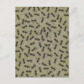 Myrmecofobie Briefkaart (Voorkant)