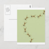 Myrmoteras Binghami, Ants Briefkaart (Voorkant / Achterkant)