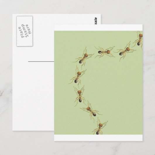 Myrmoteras Binghami, Ants Briefkaart (Voorkant / Achterkant)