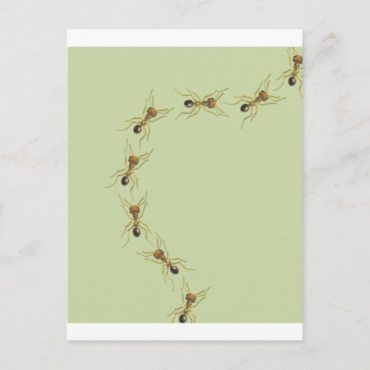 Myrmoteras Binghami, Ants Briefkaart (Voorkant)