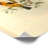 Mysore Yellow Flycatcher Bird  Print (Hoek)