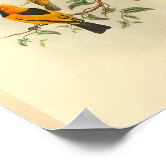 Mysore Yellow Flycatcher Bird  Print (Hoek)