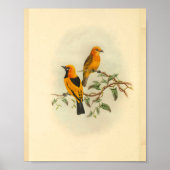 Mysore Yellow Flycatcher Bird  Print (Voorkant)