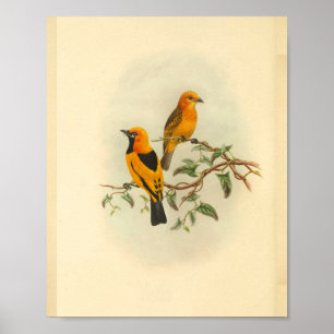 Mysore Yellow Flycatcher Bird Print