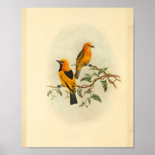 Mysore Yellow Flycatcher Bird  Print (Voorkant)