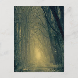 Mysteriel geel licht in het bos briefkaart