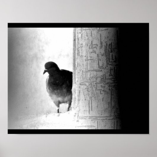 Mysteriele duif poster (Voorkant)