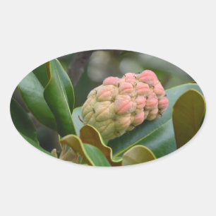 Mysteriele Natuur: Magnoliumpeul Ovale Sticker