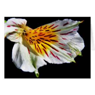 "mysterieuze bloem" van Larry Coressel