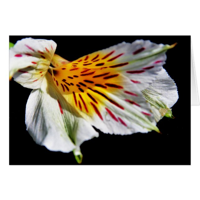 "mysterieuze bloem" van Larry Coressel (Voorkant Horizontaal)