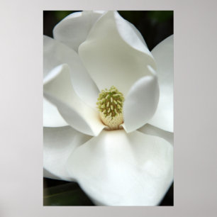 Mysterious Magnolia Poster