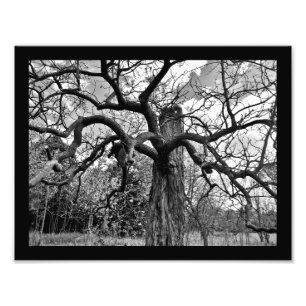 Mysterische Takken Foto Afdruk