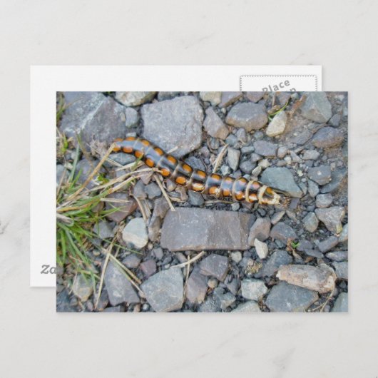 Mystery Critter Briefkaart (Voorkant / Achterkant)