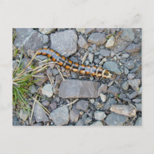 Mystery Critter Briefkaart