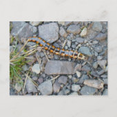 Mystery Critter Briefkaart (Voorkant)