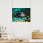 Mystery Fish Poster (Keuken)