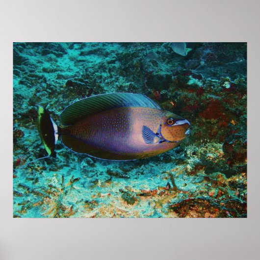 Mystery Fish Poster (Voorkant)