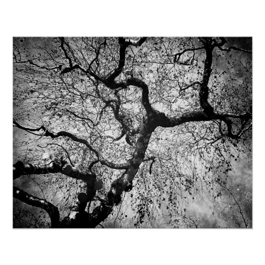 Mystery tree black and white perfect poster (Voorkant)