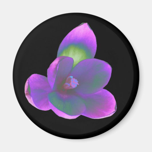 Mystic Beauty Crocus Flower Magnet (Voorkant)