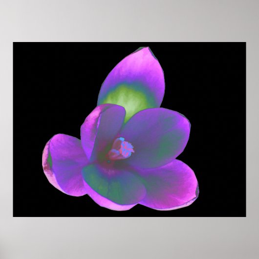 Mystic Beauty Crocus Flower Print (Voorkant)