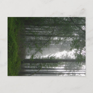 Mystic Bossen Briefkaart