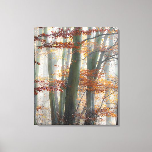 Mystic Foggy Forest in het najaar Canvas Afdruk (Voorkant)