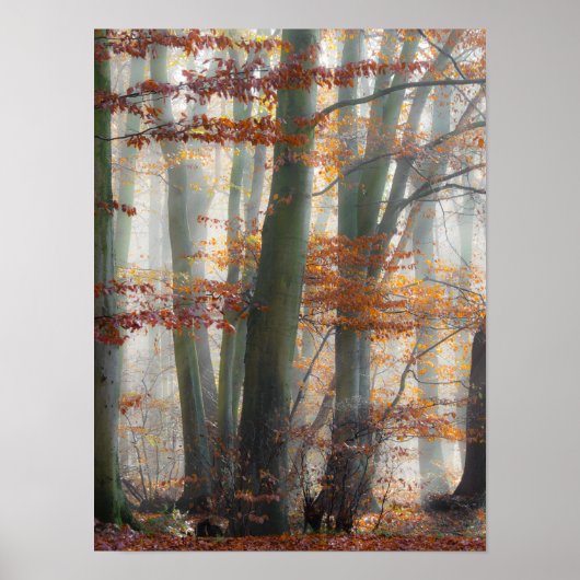 Mystic Foggy Forest in het najaar Poster (Voorkant)