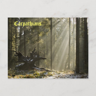 Mystic forest briefkaart